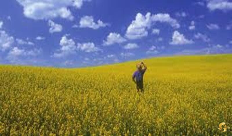 Investment path in the farm-immigrateToCanada-artajobs.com مسیر سرمایهگذاری در مزرعه؛ جریان سرمایهگذار مانیتوبا